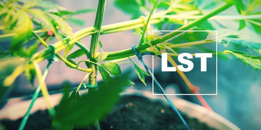 How And When To Low Stress Train Cannabis Plants - Zamnesia